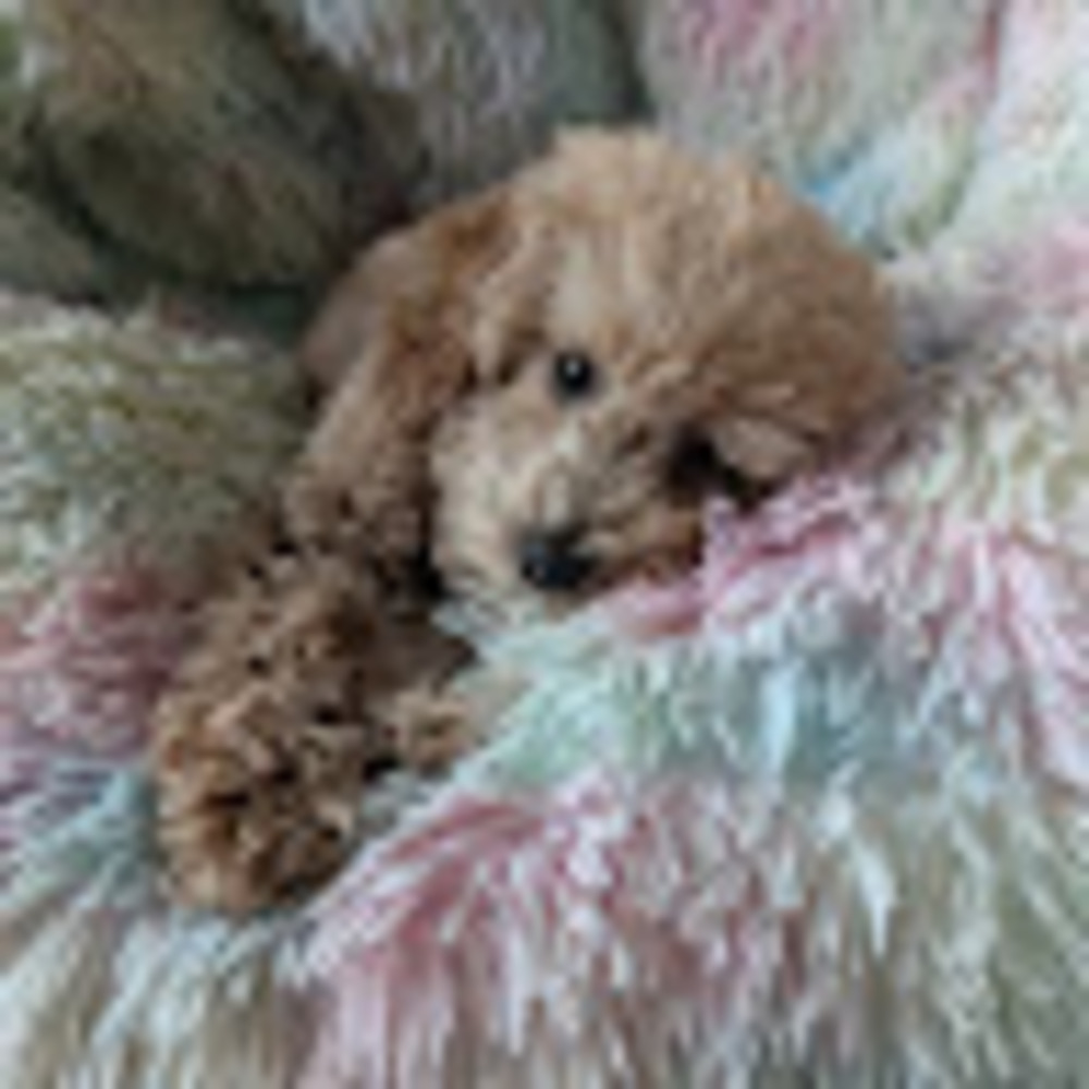 Meet your Posher, Danica